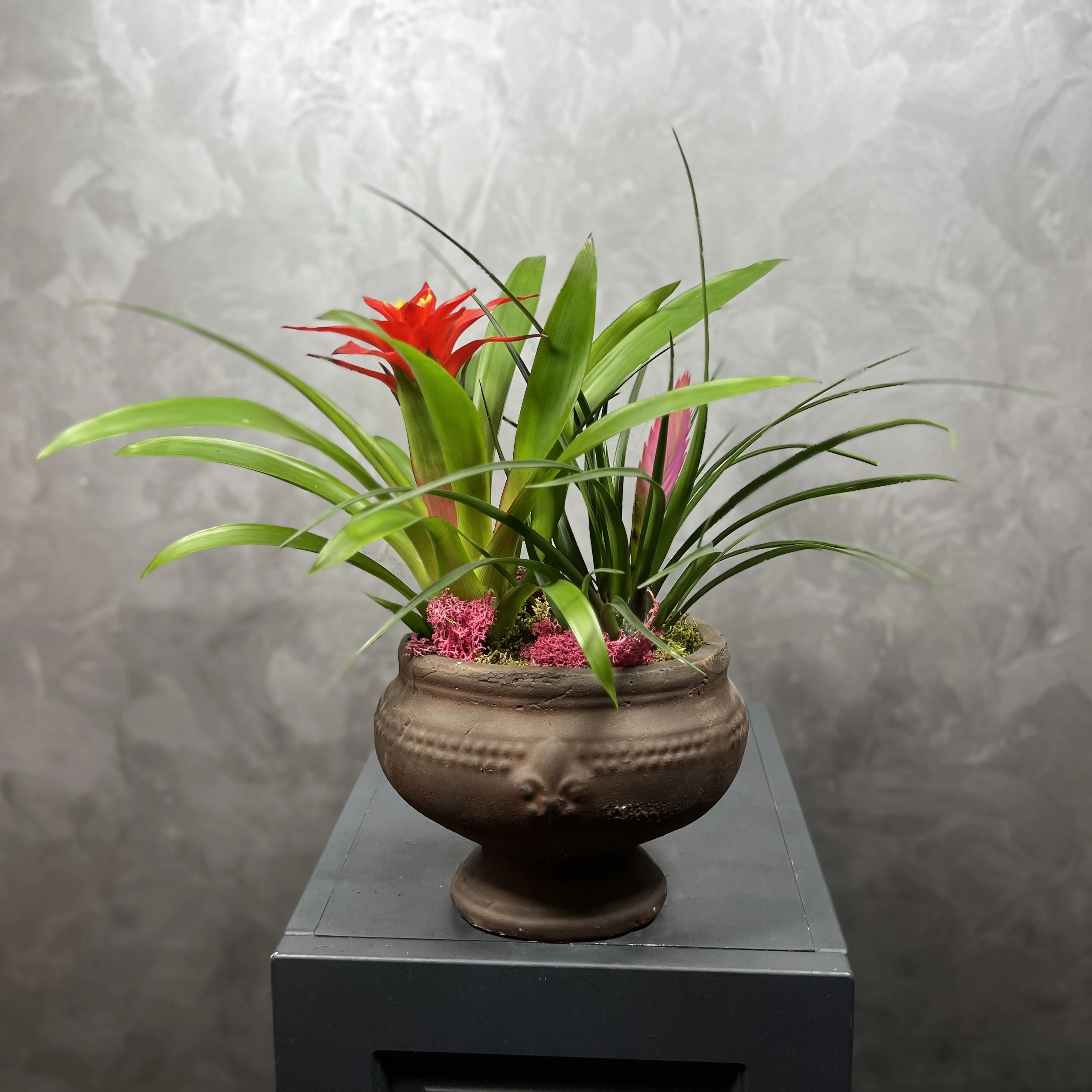 Guzmanya & Tillandsia