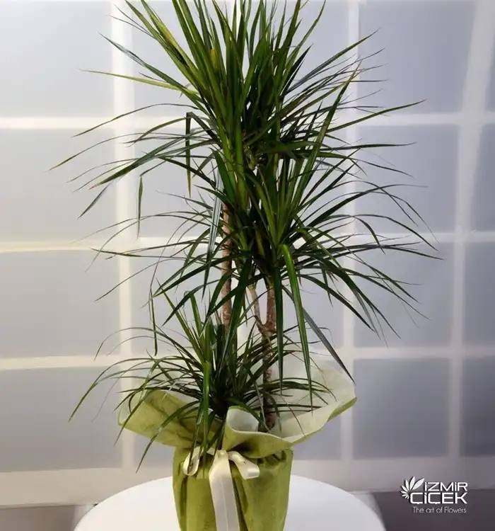 3'lü Dracena Tricolor